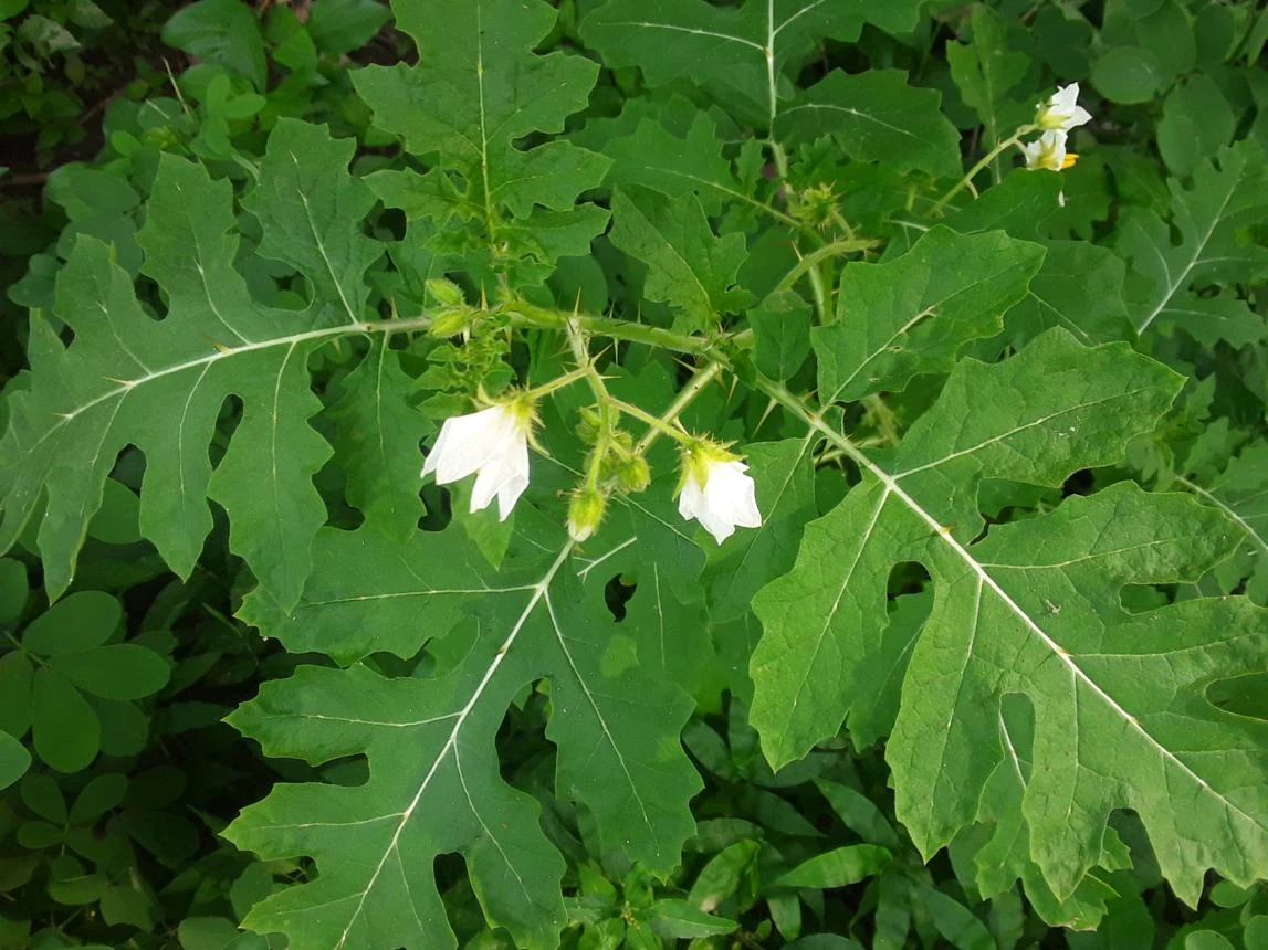 Kantkari Herb (Solanum xanthocarpum) used in Infantol (Family Tonic)